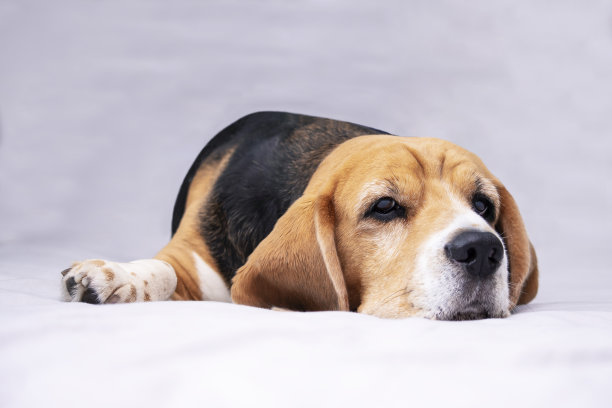 可爱的小猎犬躺在床单上图片下载