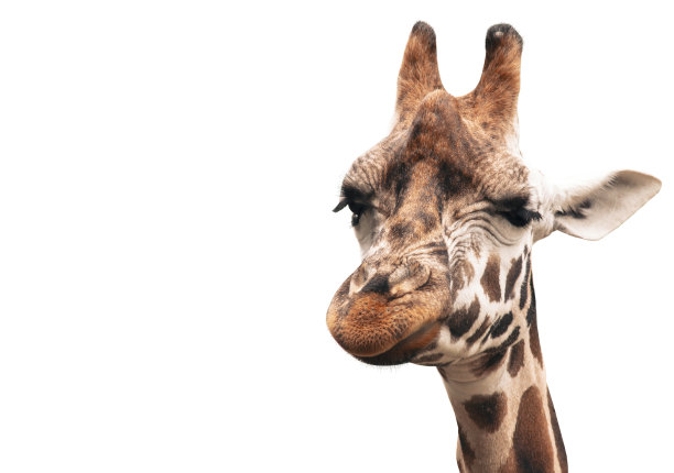 可爱的长颈鹿的脸图片下载