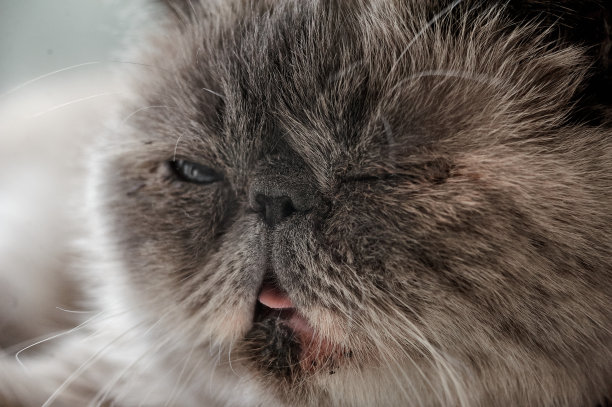 白色的异国猫，特写的口吻照片，从窗户的光线图片下载