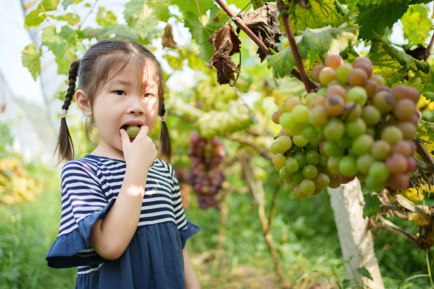 小女孩品尝葡萄图片下载