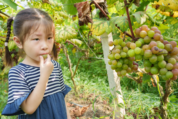 小女孩品尝葡萄图片下载