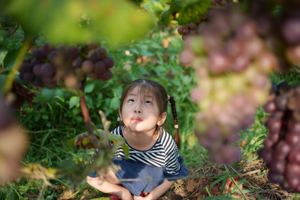 孩子们看着葡萄生长图片下载