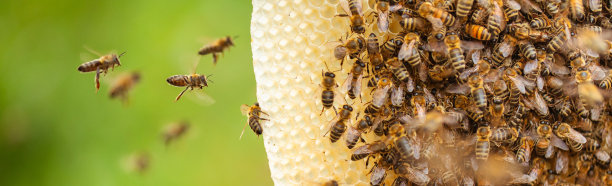 和谐共生:蜂巢和蜜蜂在荒野中茁壮成长图片下载