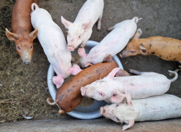农场里可爱的白猪在吃碗里的东西。绿色生活。照料农场里的牲畜。漂亮的横向照片图片下载