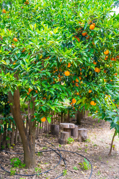 种植园里的橘子树结满了成熟的果实。土耳其的收获季节。图片下载