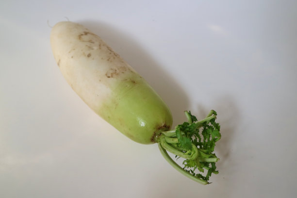 白萝卜或白萝卜或白萝卜分离在白色的背景。图片下载