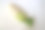 白萝卜或白萝卜或白萝卜分离在白色的背景。图片下载
