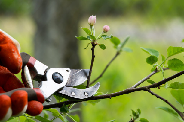 园丁在自然背景下用剪枝剪修剪树木。图片下载