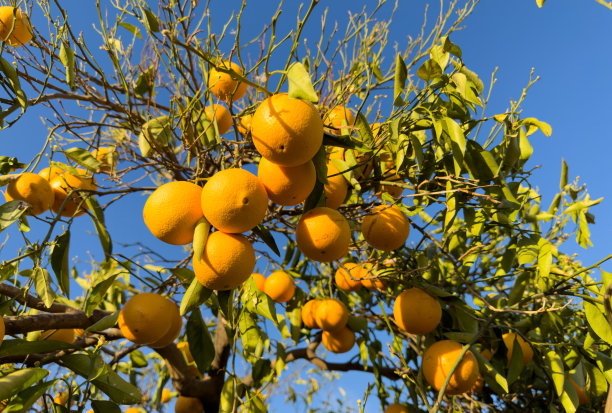 橘子树。农场里的橘子树。充满活力的橙色柑橘类水果。图片下载