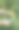 夏天如何修剪梨树图片下载