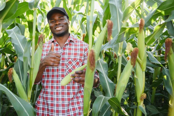 一个人站在有机农场的玉米地里。图片下载