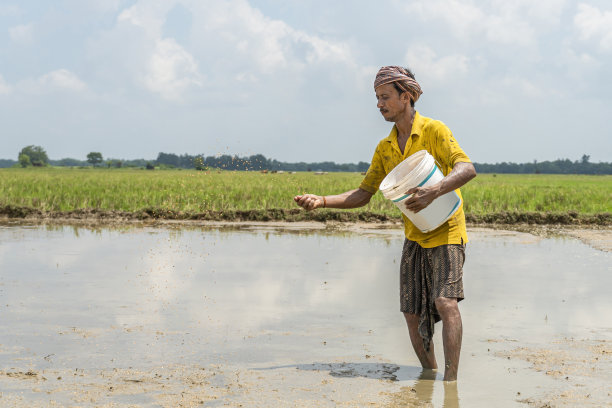 印度男村民拿着水桶在农田里撒种子图片下载