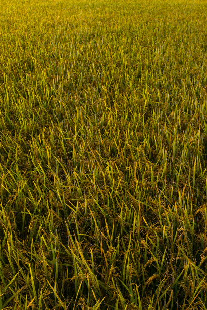 摘要航空照片成熟的稻田，天江省图片下载