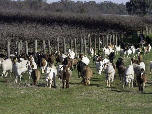 葡萄园里的山羊图片下载