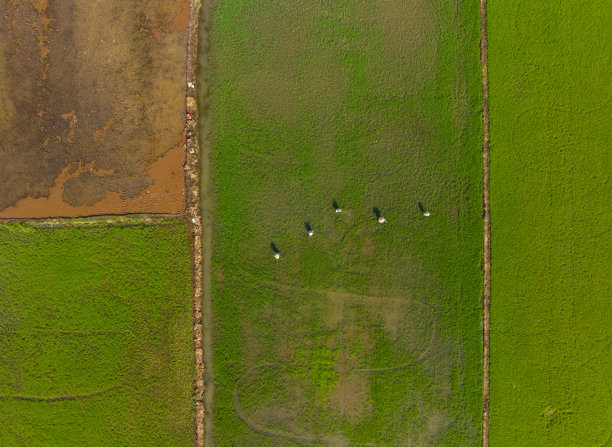 摘要航拍的年轻稻田，天江省图片下载