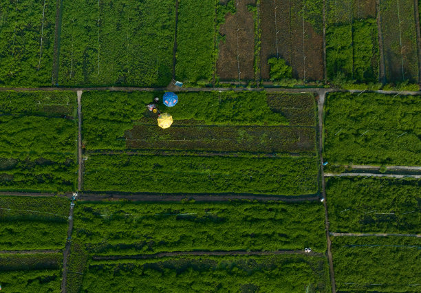 农民在收获蔬菜时用彩色雨伞遮挡阳光，天江省图片下载
