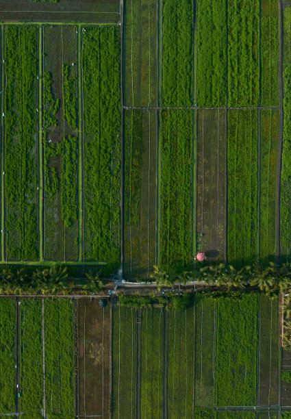 天江省蔬菜田的航拍视频图片下载
