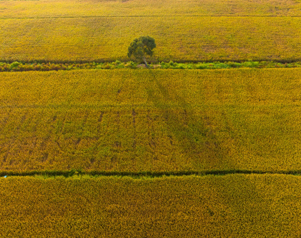 天江省成熟稻田中孤独的树的航拍照片图片下载