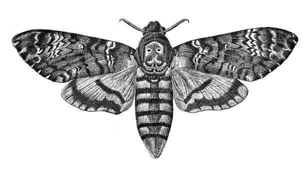 古玩动物插图:飞蛾、飞蛾图片下载