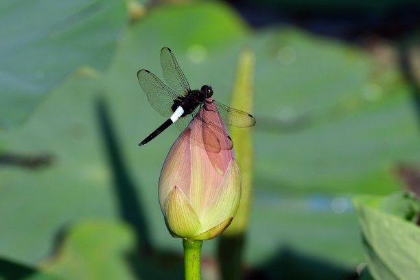 一只蜻蜓栖息在莲花花蕾上图片下载