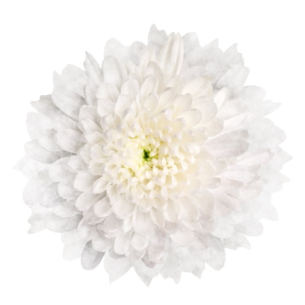 水彩菊孤立在白色背景。特写镜头。为设计。大自然。图片下载
