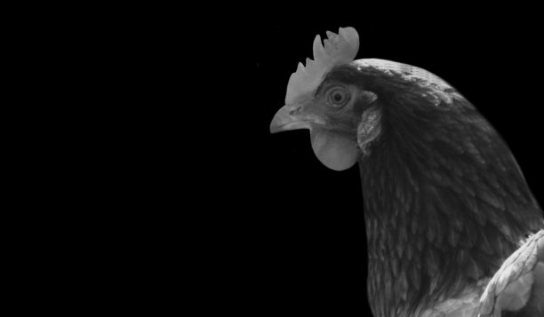 黑白母鸡特写脸图片下载