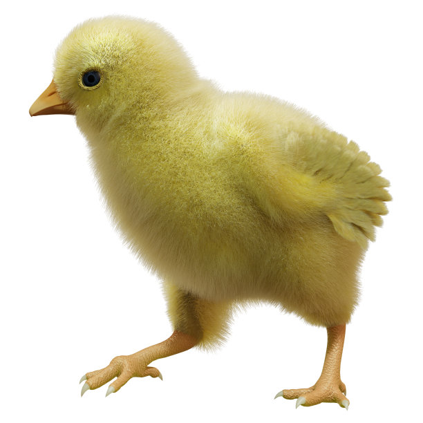 3D渲染复活节小鸡在白色图片下载