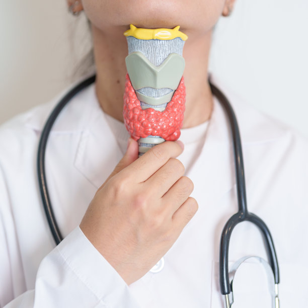 医生与人体甲状腺解剖模型。甲状腺功能亢进、甲状腺功能减退、桥本甲状腺炎、甲状腺肿瘤和癌症、产后、乳头状癌和健康概念图片下载