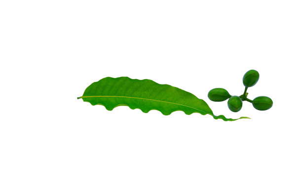 Ashoka或Saraca asoca绿色的叶子，在白色的背景上孤立的生水果。图片下载