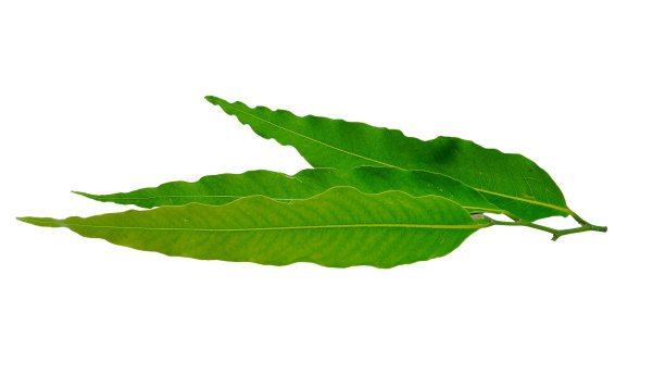 白底蓼鲜离体叶片。图片下载