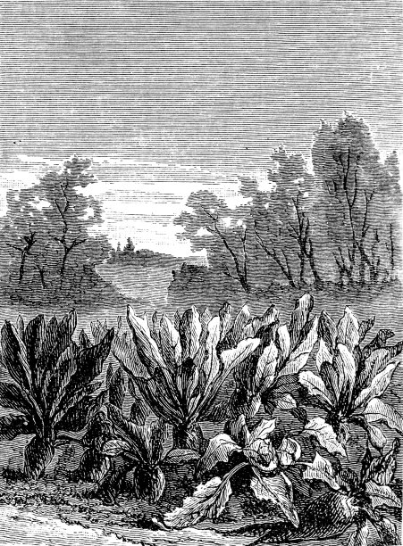 甜菜根农业植物图片下载