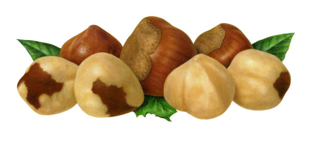 坚果-榛子图片下载