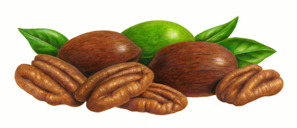 坚果-山核桃和树叶图片下载