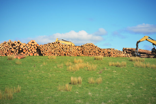 乡村松树采伐景观图片下载
