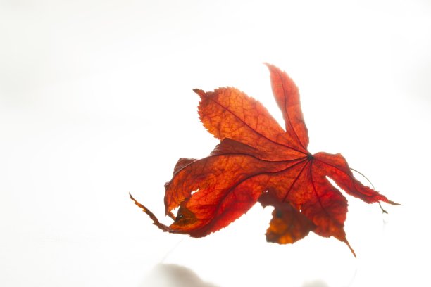 白底秋叶照片。图片下载