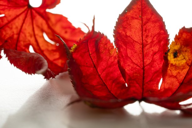 白底秋叶照片。图片下载