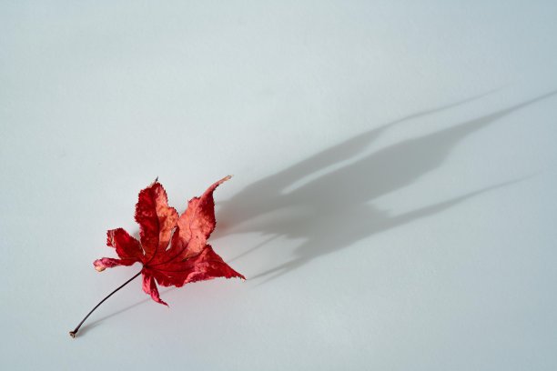 白底秋叶照片。图片下载