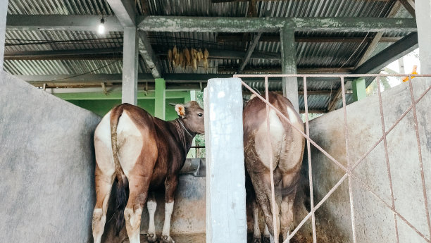 牛在围栏里图片下载