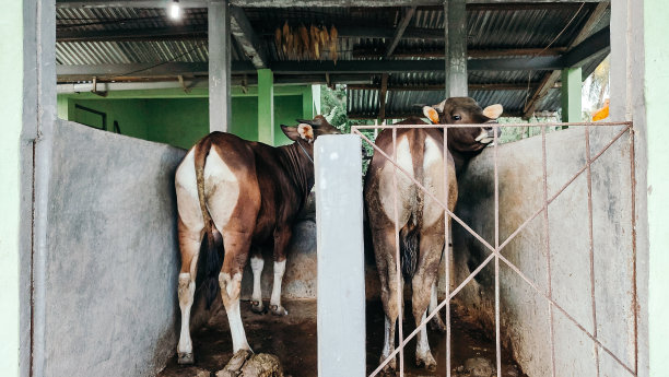 牛在围栏里图片下载