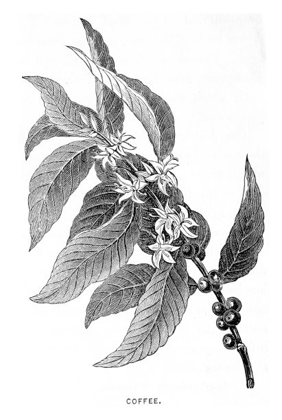 咖啡植物雕刻1881年图片下载