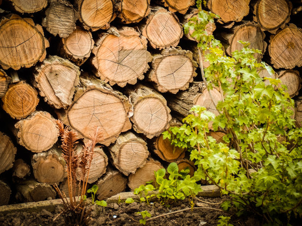 美丽的景色，锯断的树干堆在一堆，木柴的空白。图片下载