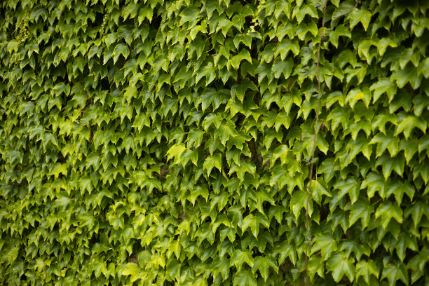 艾薇纹理。常春藤树篱背景。Ivyberry背景。常春藤绿墙。绿叶的背景。桃金娘绿底色图片下载