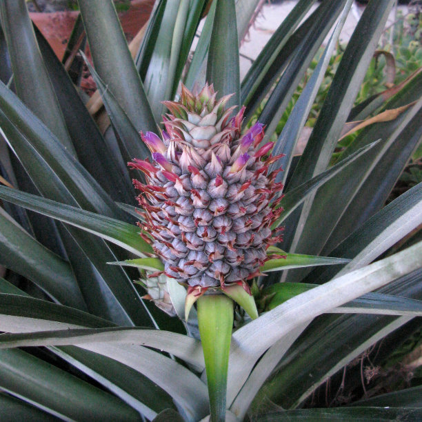 菠萝开花，第5周图片下载