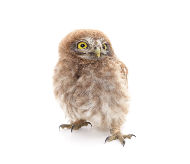 一只小猫头鹰。图片下载