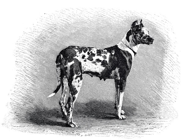 德国獒犬，侧视图图片下载