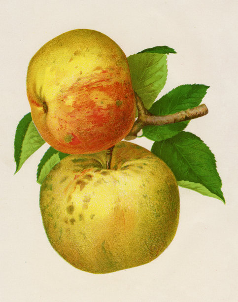 1892年苹果插图图片下载