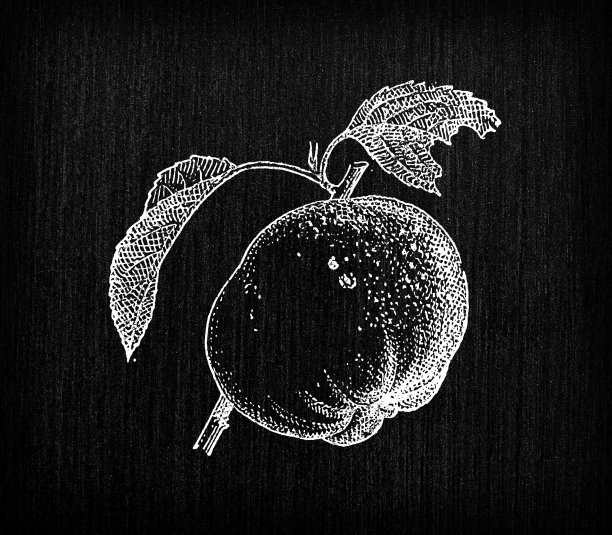 古色古香的法国版画插图:瑞奈特苹果图片下载