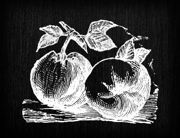 古董雕刻插图:苹果图片下载