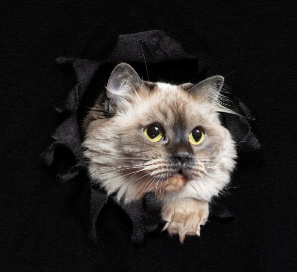 猫躲在棉织物的洞里图片下载