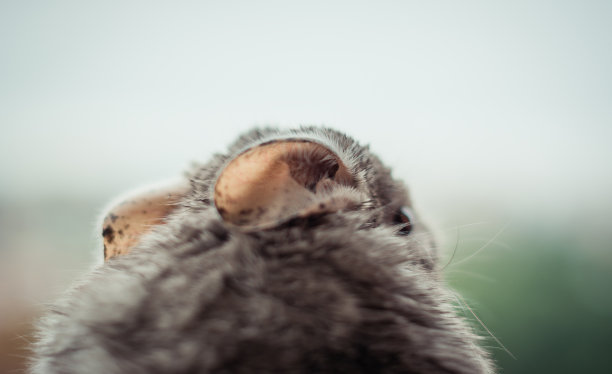 小而蓬松的Chinichilla工具包。图片下载